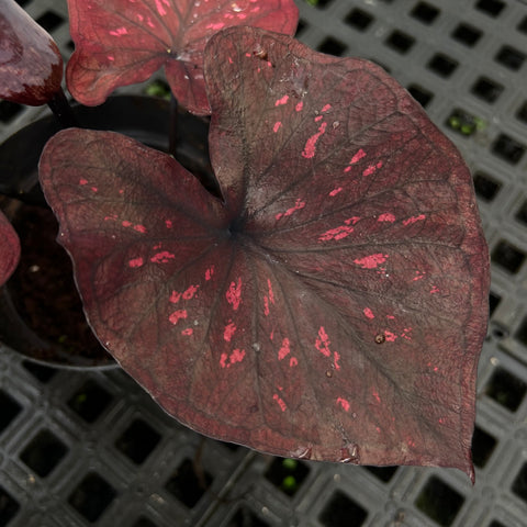 Caladium 'Dark Choco'
