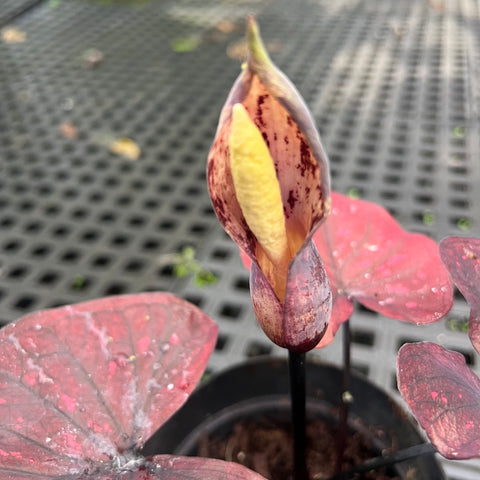 Caladium 'Dark Choco'