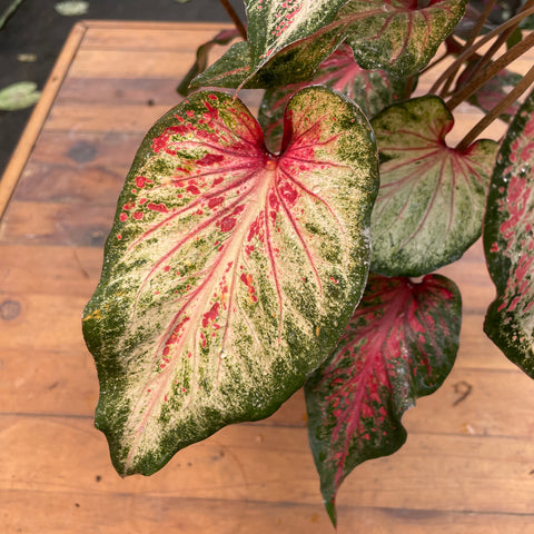 Caladium 06 - lançamento