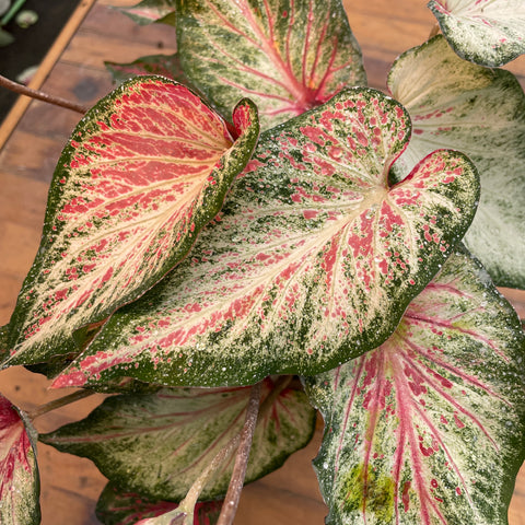 Caladium 06 - lançamento