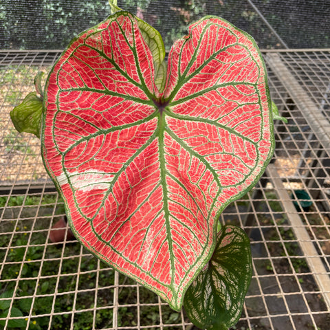 Caladium variaçāo - 03