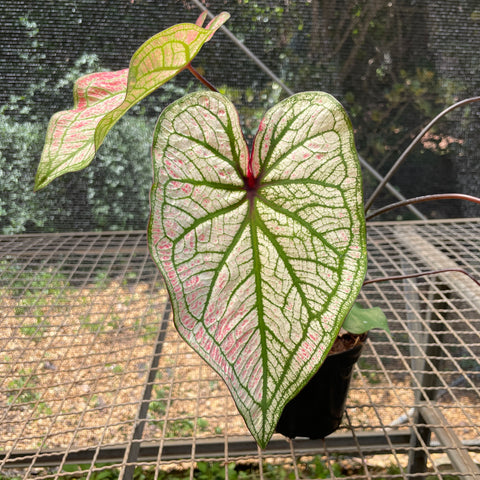 Caladium variaçāo - 01