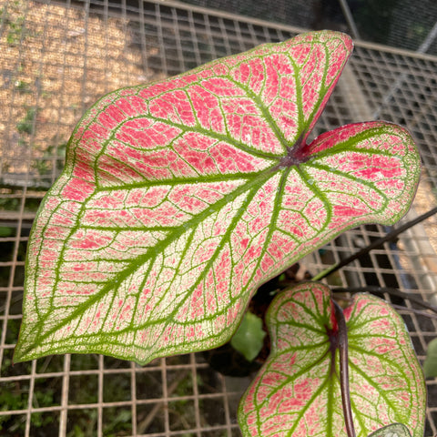 Caladium variaçāo - 01
