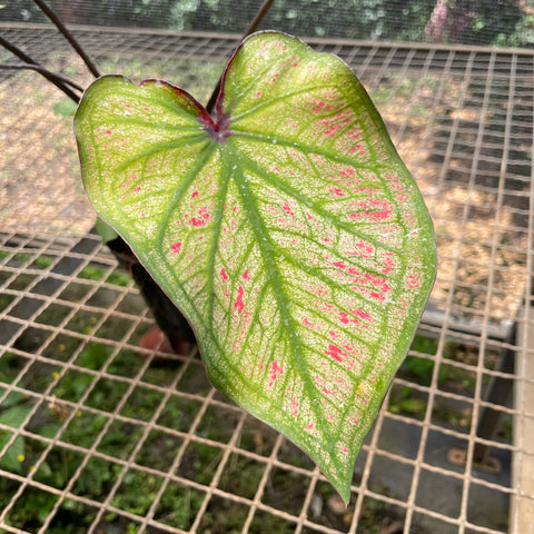 Caladium variaçāo - 01