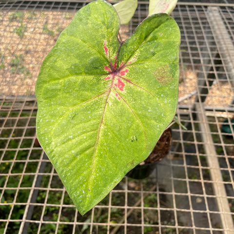 Caladium variaçāo - 06