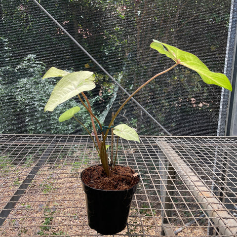 Caladium variaçāo - 06