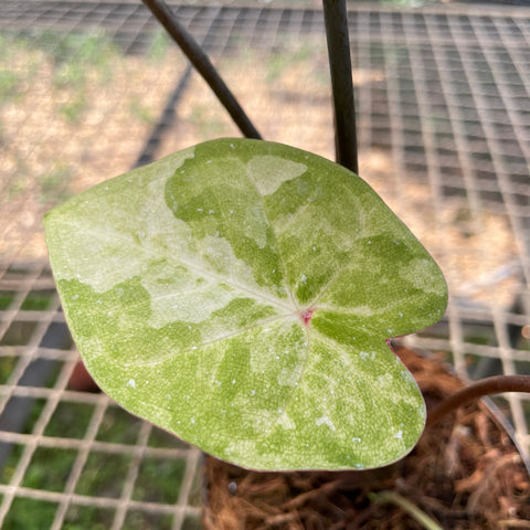Caladium variaçāo - 07