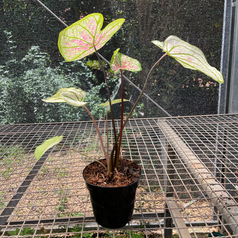 Caladium variaçāo - 07