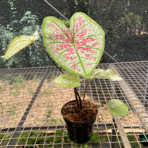 Caladium variaçāo - 07
