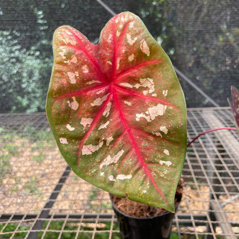 Caladium variaçāo - 08