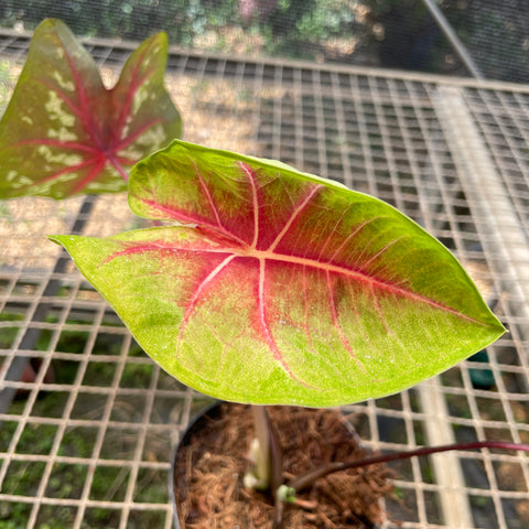 Caladium variaçāo - 08