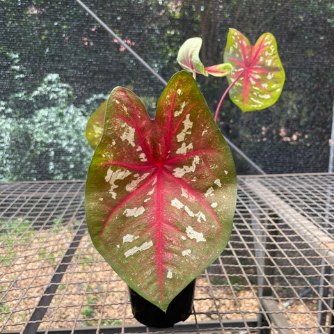 Caladium variaçāo - 08