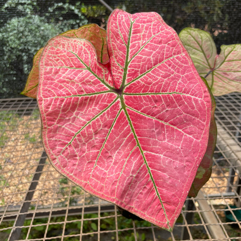 Caladium variaçāo - 09