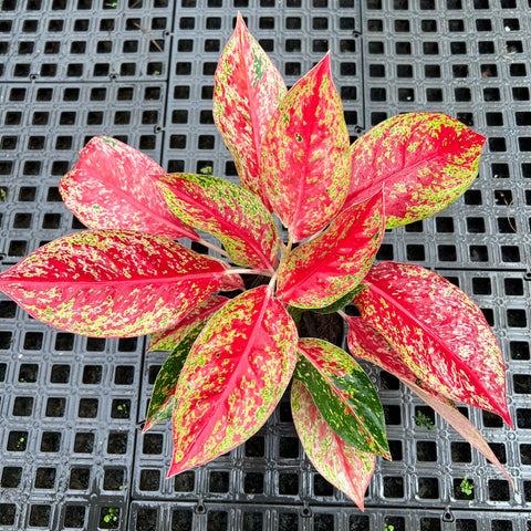 Aglaonema sp. Laynamthong