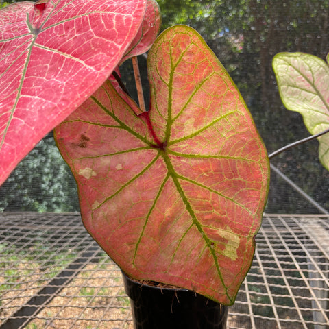 Caladium variaçāo - 09