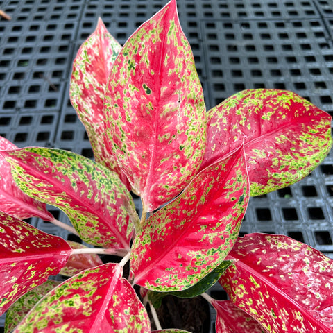 Aglaonema sp. Laynamthong