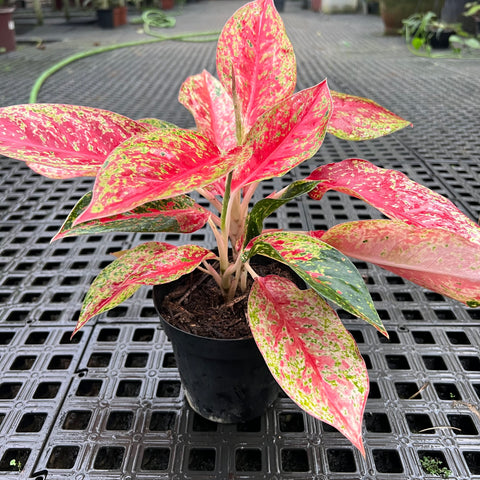 Aglaonema sp. Laynamthong