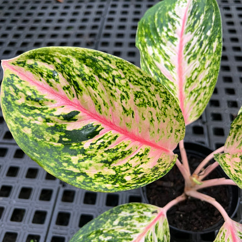 Aglaonema Twinkle