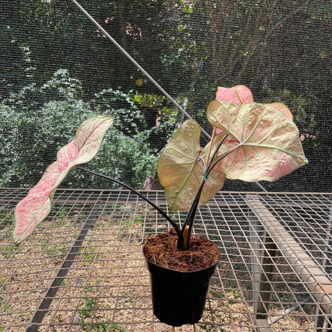 Caladium variaçāo - 09