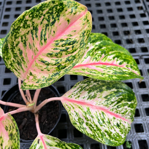 Aglaonema Twinkle