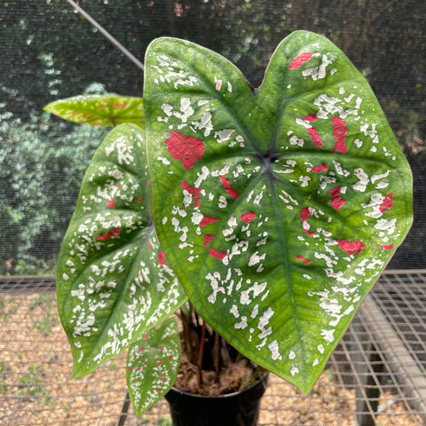 Caladium variaçāo - 10