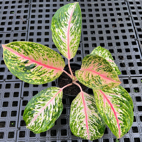 Aglaonema Twinkle
