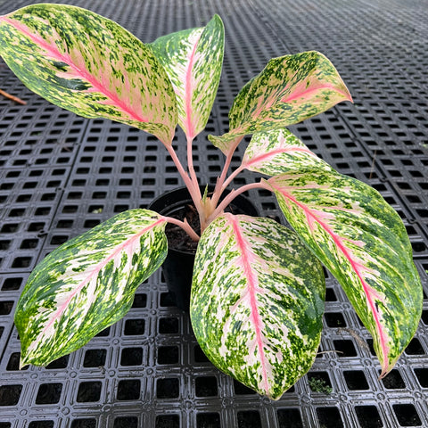Aglaonema Twinkle