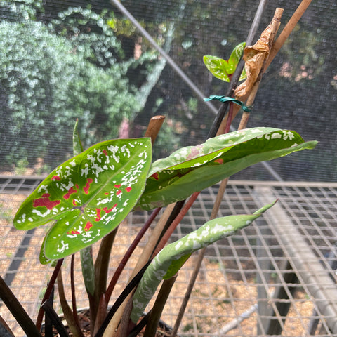 Caladium variaçāo - 10