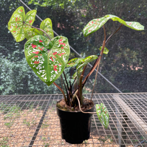 Caladium variaçāo - 10