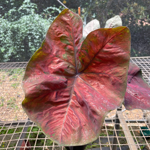 Caladium variaçāo - 11