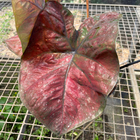 Caladium variaçāo - 11