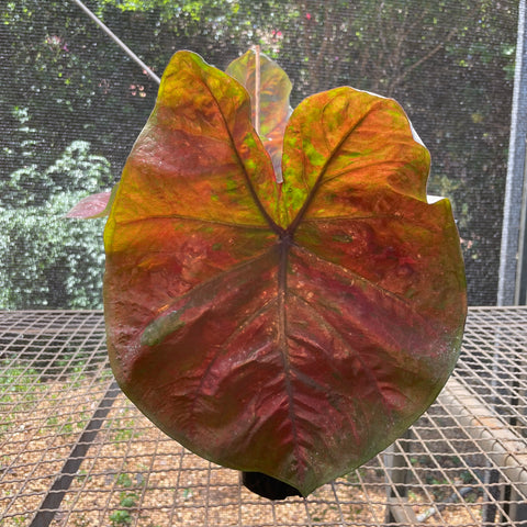 Caladium variaçāo - 11