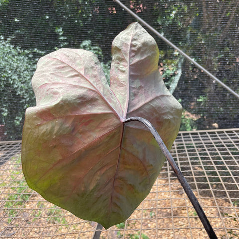 Caladium variaçāo - 11