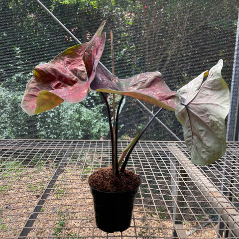 Caladium variaçāo - 11