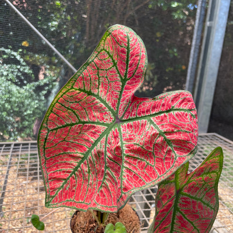 Caladium variaçāo - 13