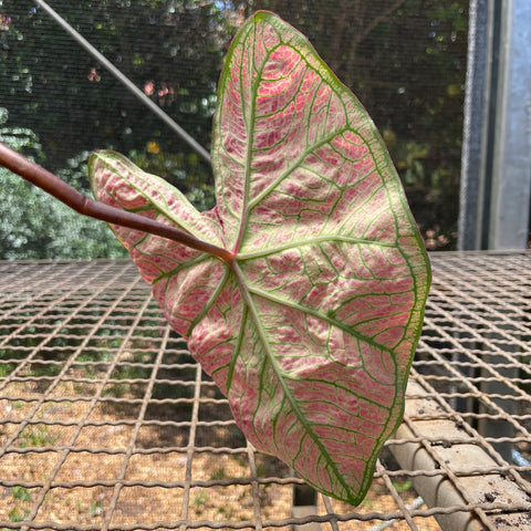 Caladium variaçāo - 13