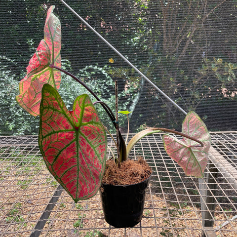 Caladium variaçāo - 13