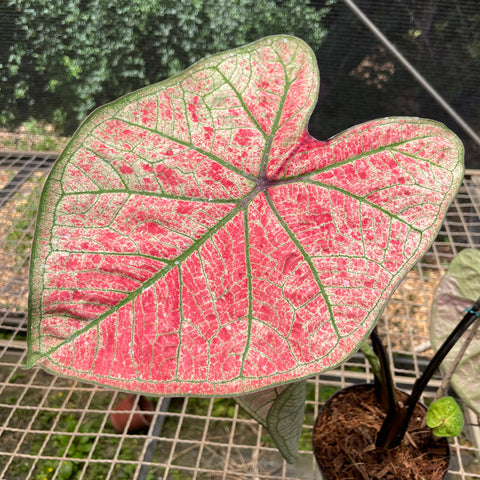 Caladium variaçāo - 14