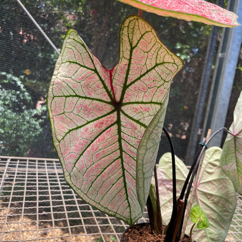 Caladium variaçāo - 14