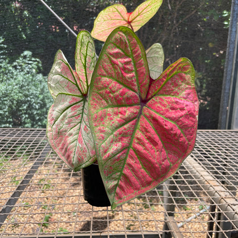 Caladium variaçāo - 14
