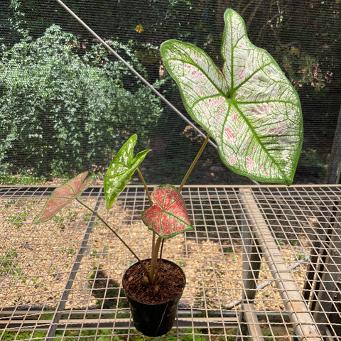 Caladium variaçāo - 15