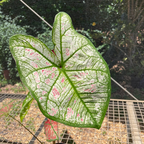 Caladium variaçāo - 15