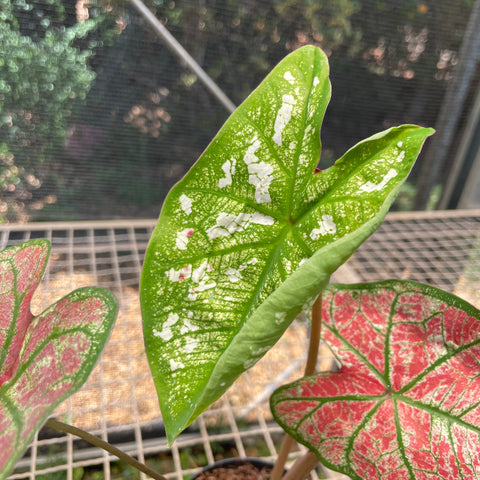 Caladium variaçāo - 15