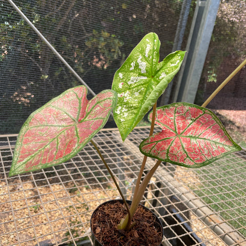 Caladium variaçāo - 15