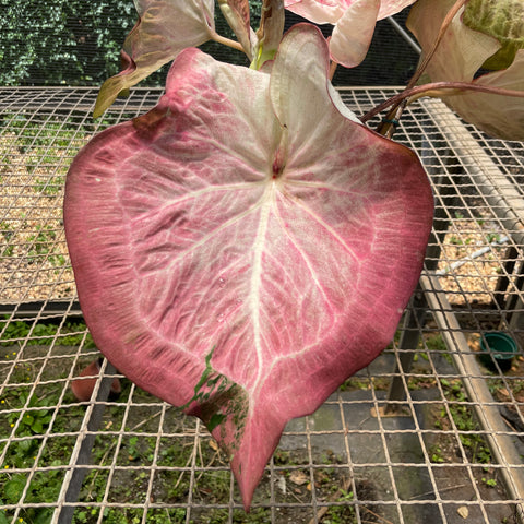 Caladium Especial 02