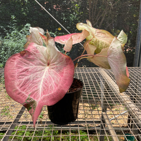 Caladium Especial 02