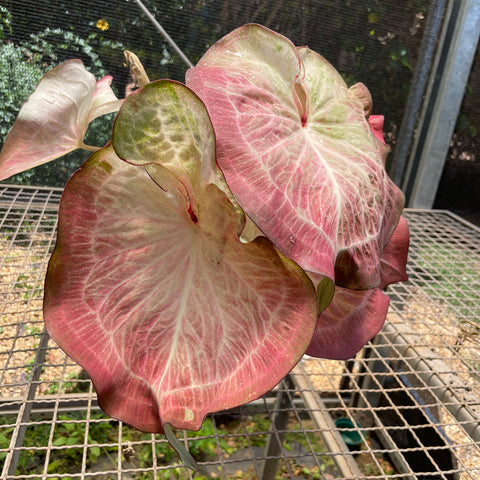 Caladium Especial 02