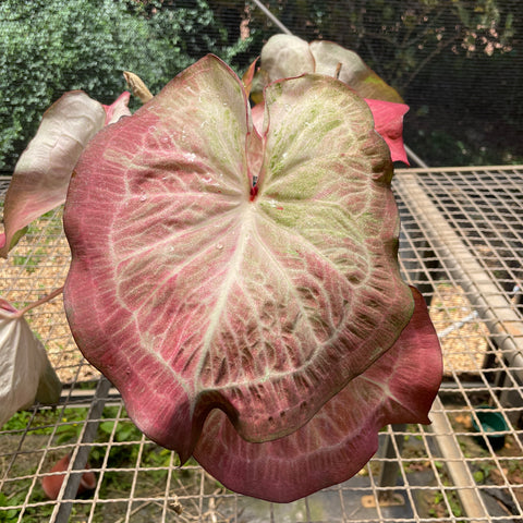 Caladium Especial 02
