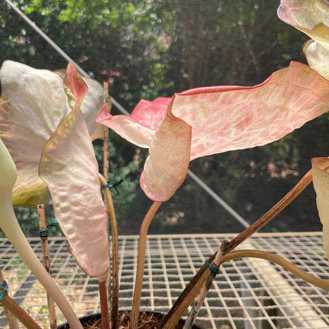 Caladium Especial 02