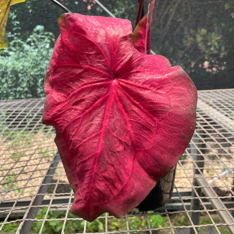 Caladium Especial 03